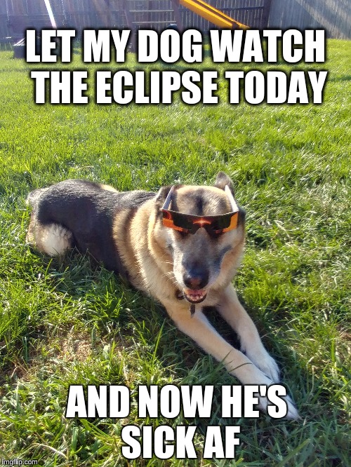 LET MY DOG WATCH THE ECLIPSE TODAY; AND NOW HE'S SICK AF | image tagged in eclipse,sick af | made w/ Imgflip meme maker