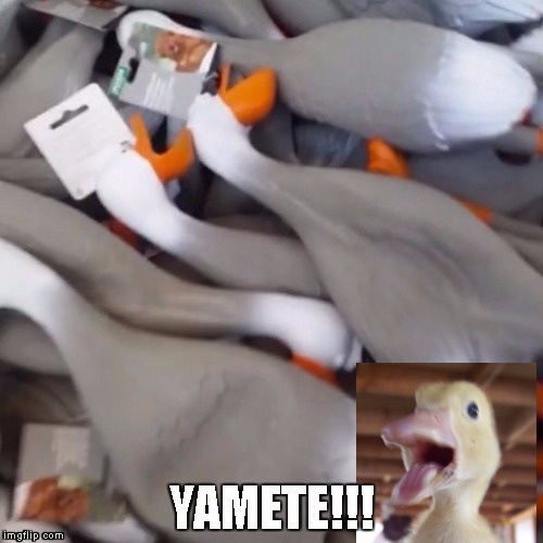 image tagged in ducks,yamete,stop,cut out,engrish | made w/ Imgflip meme maker
