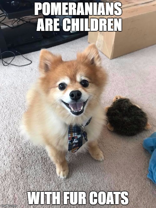 Pomeranians | POMERANIANS ARE CHILDREN; WITH FUR COATS | image tagged in pomeranian,dogs | made w/ Imgflip meme maker