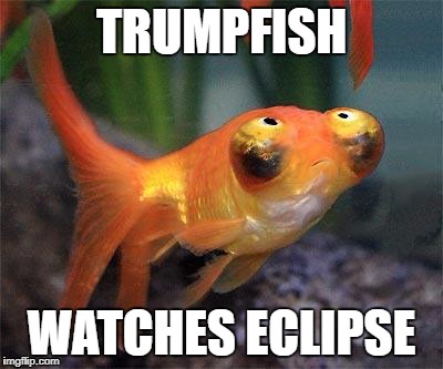 TRUMPFISH; WATCHES ECLIPSE | image tagged in trump,eclipse 2017 | made w/ Imgflip meme maker