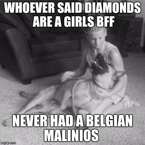 COMPANIONS  | WHOEVER SAID DIAMONDS ARE A GIRLS BFF; NEVER HAD A BELGIAN MALINIOS | image tagged in dogs | made w/ Imgflip meme maker