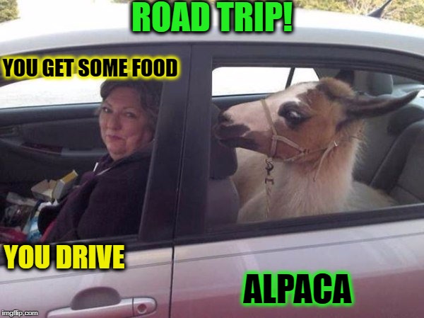 "did u just spit on me?" backseat drivers/ | ROAD TRIP! YOU GET SOME FOOD; ALPACA; YOU DRIVE | image tagged in roadtrip,memes,funny,animals,puns | made w/ Imgflip meme maker
