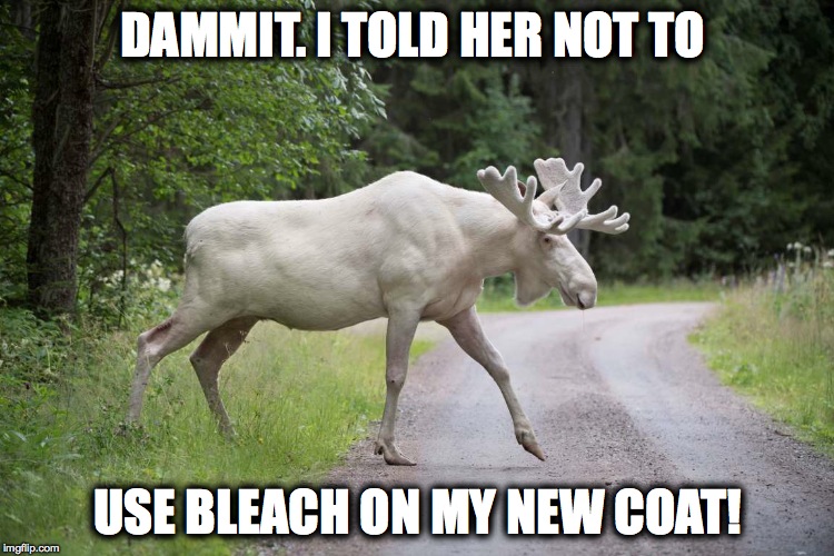 Moose's New Coat | DAMMIT. I TOLD HER NOT TO; USE BLEACH ON MY NEW COAT! | image tagged in bleached | made w/ Imgflip meme maker