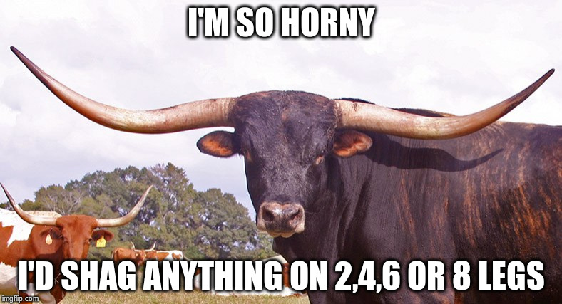 Longhorn bull | I'M SO HORNY; I'D SHAG ANYTHING ON 2,4,6 OR 8 LEGS | image tagged in horny | made w/ Imgflip meme maker