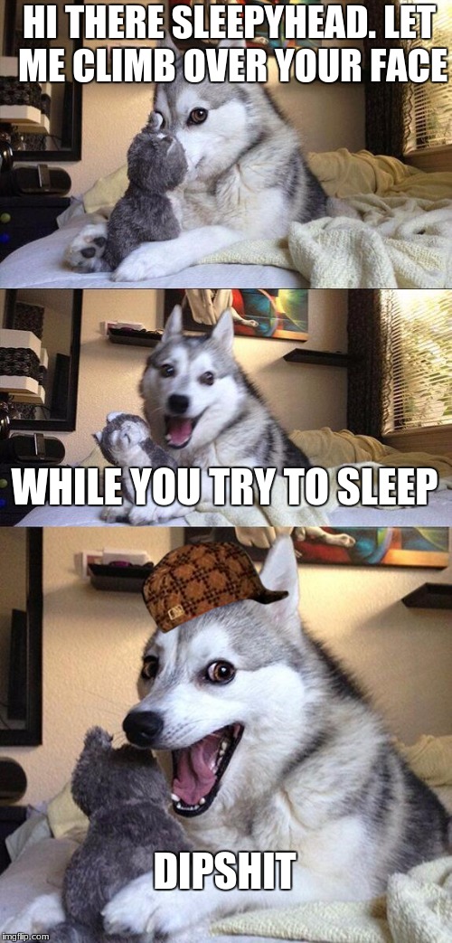 "oh the dogs just love you" | HI THERE SLEEPYHEAD. LET ME CLIMB OVER YOUR FACE; WHILE YOU TRY TO SLEEP; DIPSHIT | image tagged in memes,bad pun dog,scumbag | made w/ Imgflip meme maker