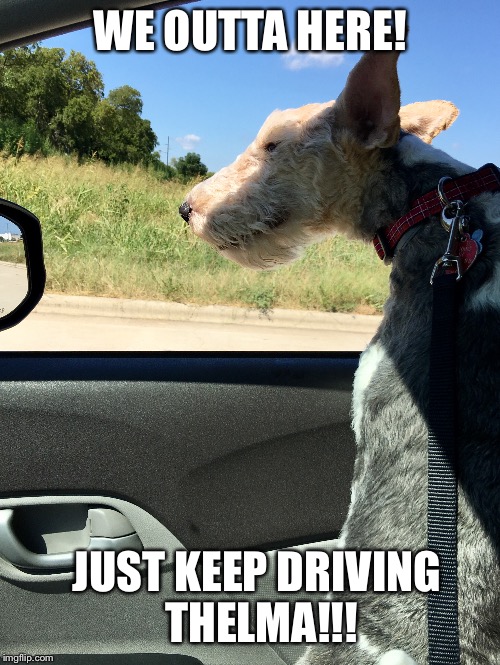 Boss Dog | WE OUTTA HERE! JUST KEEP DRIVING THELMA!!! | image tagged in dog | made w/ Imgflip meme maker