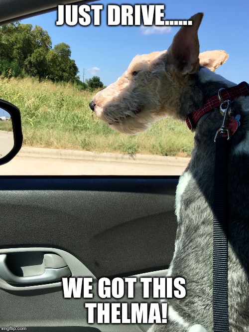 Boss Dog | JUST DRIVE...... WE GOT THIS THELMA! | image tagged in boss dog | made w/ Imgflip meme maker