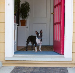 High Quality Dog in doorway Blank Meme Template