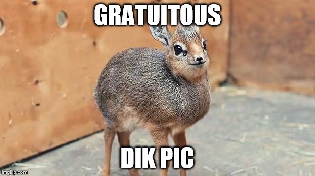dik dik | GRATUITOUS; DIK PIC | image tagged in cute animals | made w/ Imgflip meme maker