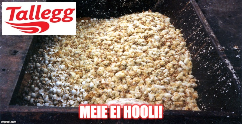 TallEgg | MEIE EI HOOLI! | image tagged in tallegg | made w/ Imgflip meme maker