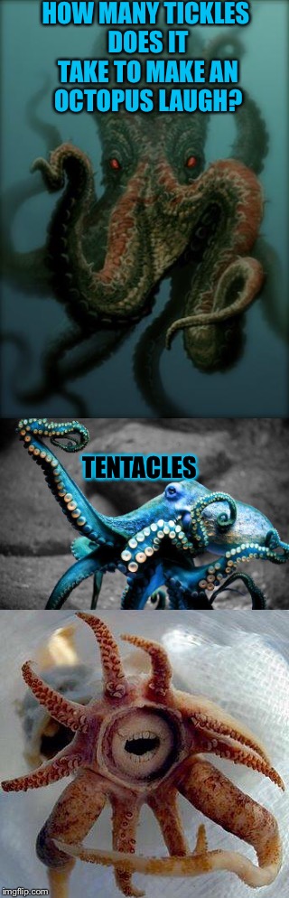 If an octopus laughs under water, can you still hear it? | HOW MANY TICKLES DOES IT TAKE TO MAKE AN OCTOPUS LAUGH? TENTACLES | image tagged in octopus,lol,tickle | made w/ Imgflip meme maker