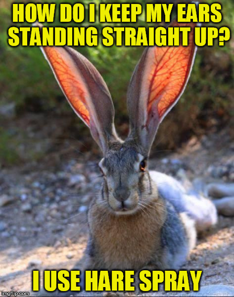 HOW DO I KEEP MY EARS STANDING STRAIGHT UP? I USE HARE SPRAY | made w/ Imgflip meme maker