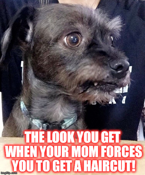 THE LOOK YOU GET WHEN YOUR MOM FORCES YOU TO GET A HAIRCUT! | image tagged in haircut dog | made w/ Imgflip meme maker