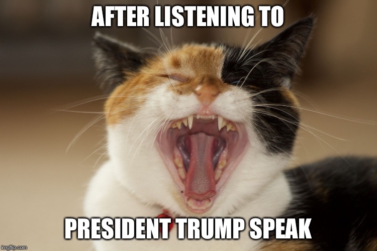 AFTER LISTENING TO; PRESIDENT TRUMP SPEAK | image tagged in cricketkitty,donald trump,kitty | made w/ Imgflip meme maker