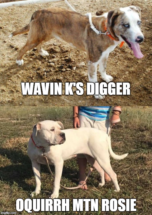 Catahoula Bulldogs | WAVIN K'S DIGGER; OQUIRRH MTN ROSIE | image tagged in catahoula,bulldog,louisiana,old southern,american,american bulldog | made w/ Imgflip meme maker