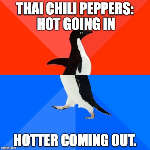 Why do I eat them? I can't stop.... | THAI CHILI PEPPERS: HOT GOING IN; HOTTER COMING OUT. | image tagged in memes,socially awesome awkward penguin,red hot chili peppers | made w/ Imgflip meme maker