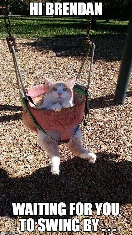 cat on a swing | HI BRENDAN; WAITING FOR YOU TO SWING BY . . . | image tagged in cat on a swing | made w/ Imgflip meme maker