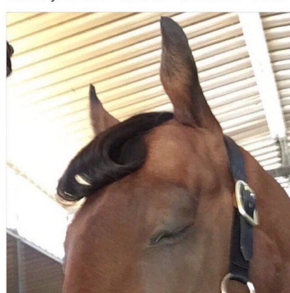High Quality Snooty Horse Blank Meme Template