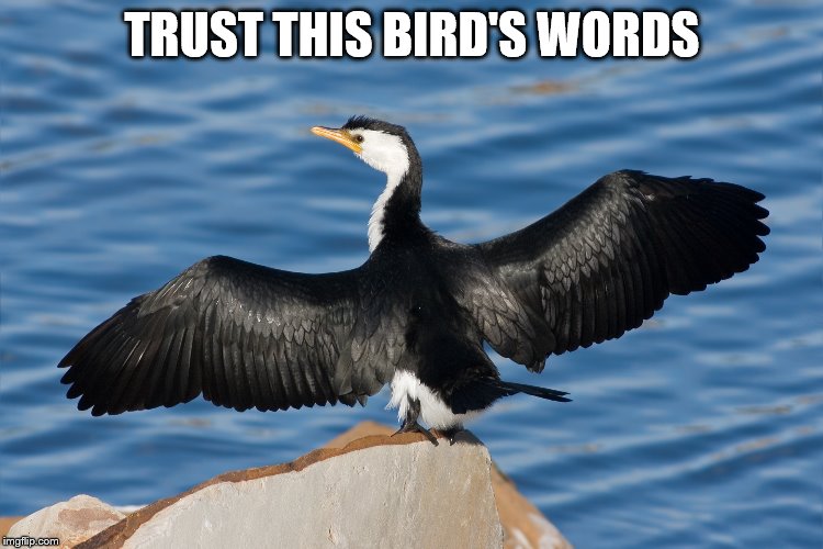 Duckguin | TRUST THIS BIRD'S WORDS | image tagged in duckguin | made w/ Imgflip meme maker