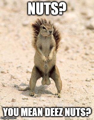 Overly Squirrely Squirrel | NUTS? YOU MEAN DEEZ NUTS? | image tagged in super confident squirrel,memes,overly manly man,deez nutz,deez nuts | made w/ Imgflip meme maker