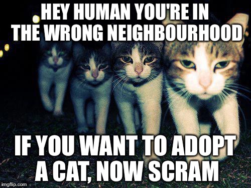 Wrong Neighboorhood Cats | HEY HUMAN YOU'RE IN THE WRONG NEIGHBOURHOOD; IF YOU WANT TO ADOPT A CAT, NOW SCRAM | image tagged in memes,wrong neighboorhood cats | made w/ Imgflip meme maker