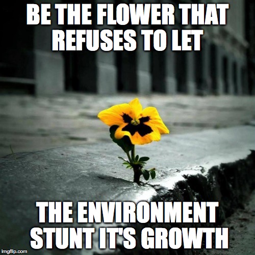 BE THE FLOWER THAT REFUSES TO LET; THE ENVIRONMENT STUNT IT'S GROWTH | image tagged in growth,flowers | made w/ Imgflip meme maker