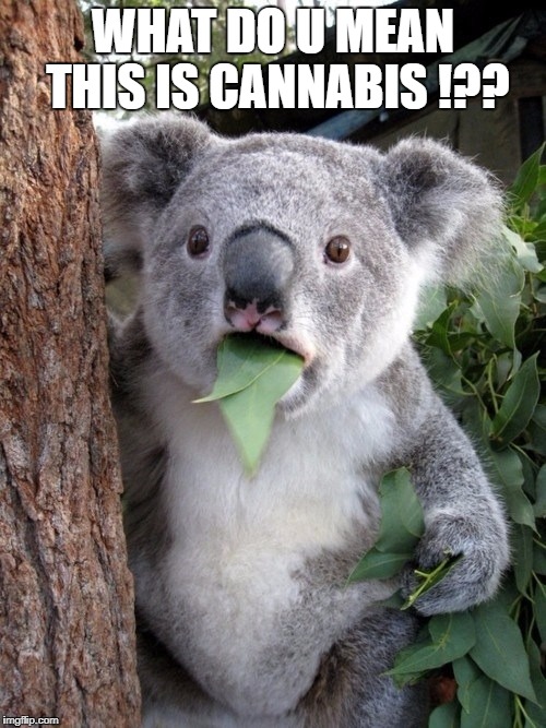 Surprised Koala Meme Imgflip