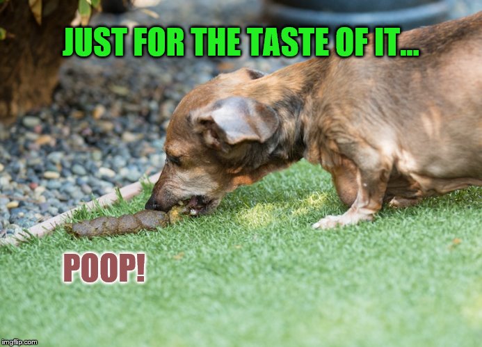 Just for the taste of it poop! | JUST FOR THE TASTE OF IT... POOP! | image tagged in dog eating poop,memes,just for the taste of it,poop,dog poop | made w/ Imgflip meme maker