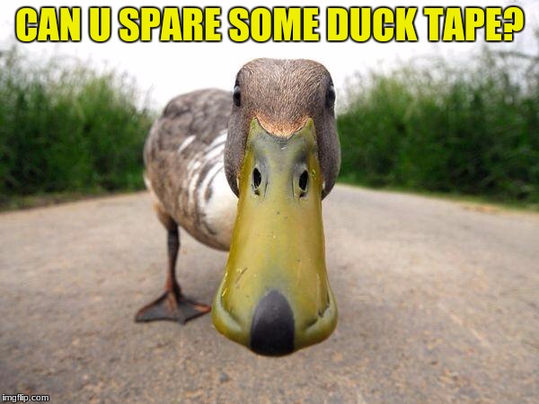 homeless duck | CAN U SPARE SOME DUCK TAPE? | image tagged in duck,homeless | made w/ Imgflip meme maker