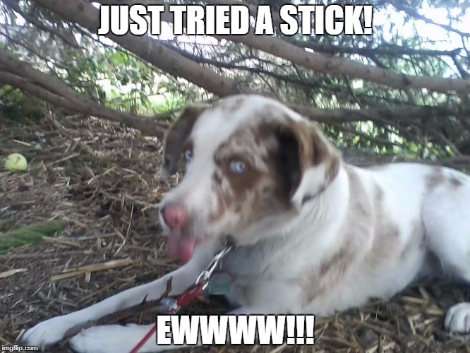 Stick Trick | JUST TRIED A STICK! EWWWW!!! | image tagged in stick | made w/ Imgflip meme maker