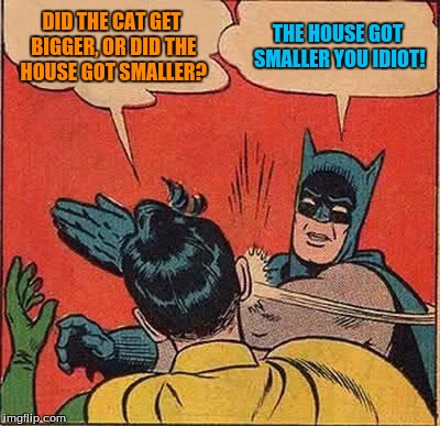 Batman Slapping Robin Meme | DID THE CAT GET BIGGER, OR DID THE HOUSE GOT SMALLER? THE HOUSE GOT SMALLER YOU IDIOT! | image tagged in memes,batman slapping robin | made w/ Imgflip meme maker