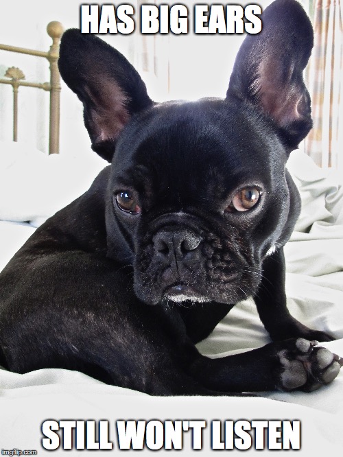 HAS BIG EARS; STILL WON'T LISTEN | image tagged in french bulldog,frenchie,bad dog,cute dog | made w/ Imgflip meme maker