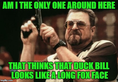 Am I The Only One Around Here Meme | AM I THE ONLY ONE AROUND HERE THAT THINKS THAT DUCK BILL LOOKS LIKE A LONG FOX FACE | image tagged in memes,am i the only one around here | made w/ Imgflip meme maker