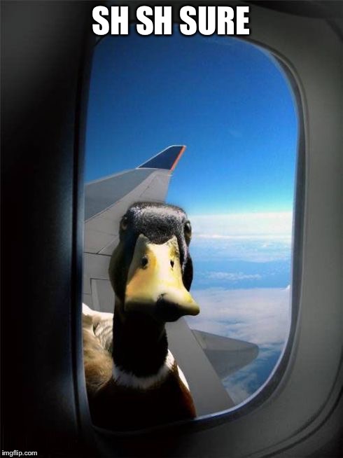 Let Me In Duck | SH SH SURE | image tagged in let me in duck | made w/ Imgflip meme maker