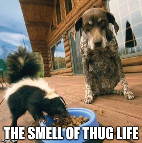 Smell The Thug Life | THE SMELL OF THUG LIFE | image tagged in punkd,skunk,the look of defeat,can you smell it,do you want to,you got punkd | made w/ Imgflip meme maker