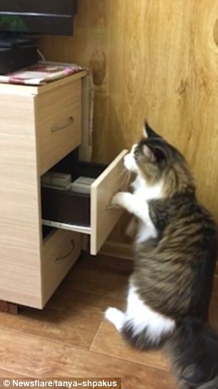 Kitty opens middle file drawer Blank Meme Template