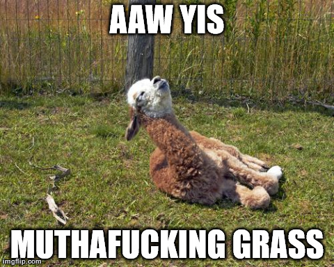 AAW YIS MUTHAF**KING GRASS | image tagged in llama | made w/ Imgflip meme maker