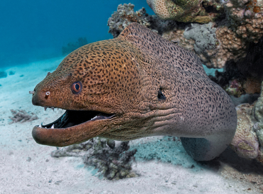 High Quality Photogenic moray Blank Meme Template