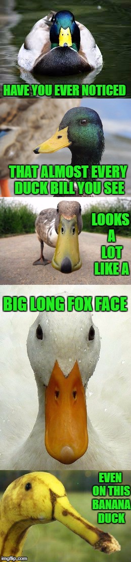 What's up with that I wonder? | HAVE YOU EVER NOTICED; THAT ALMOST EVERY DUCK BILL YOU SEE; LOOKS A LOT LIKE A; BIG LONG FOX FACE; EVEN ON THIS BANANA DUCK | image tagged in ducks,memes,foxes,funny,animals,why the long face | made w/ Imgflip meme maker