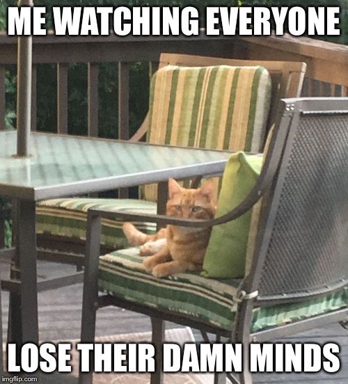 ME WATCHING EVERYONE; LOSE THEIR DAMN MINDS | image tagged in buddy the judgemental cat | made w/ Imgflip meme maker