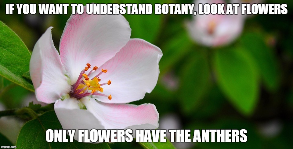 Only flowers have the anthers | IF YOU WANT TO UNDERSTAND BOTANY, LOOK AT FLOWERS; ONLY FLOWERS HAVE THE ANTHERS | image tagged in plant,pun,botany,flower,joke,anthers | made w/ Imgflip meme maker