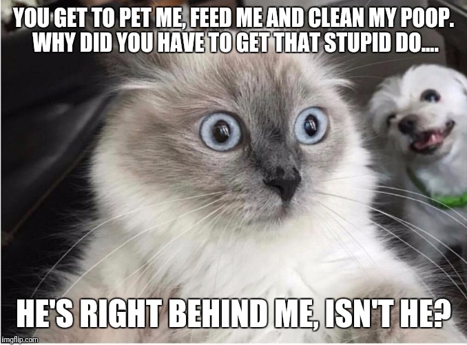 Just when you think it's safe | YOU GET TO PET ME, FEED ME AND CLEAN MY POOP. WHY DID YOU HAVE TO GET THAT STUPID DO.... HE'S RIGHT BEHIND ME, ISN'T HE? | image tagged in memes,oh god why,grumpy cat | made w/ Imgflip meme maker