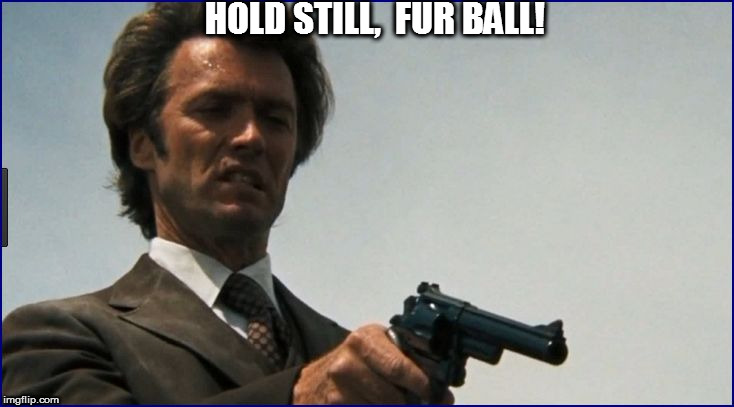 HOLD STILL,  FUR BALL! | made w/ Imgflip meme maker