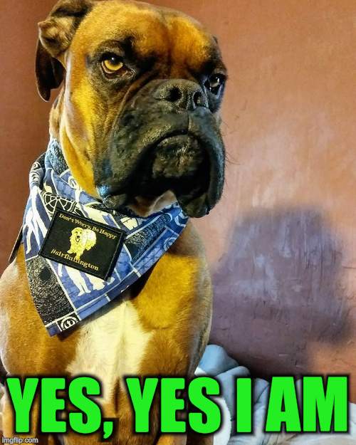 Grumpy Dog | YES, YES I AM | image tagged in grumpy dog | made w/ Imgflip meme maker