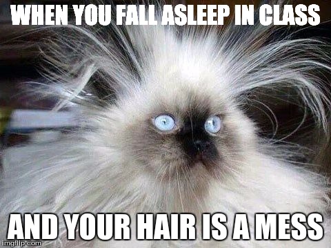 Crazy Hair Cat | WHEN YOU FALL ASLEEP IN CLASS; AND YOUR HAIR IS A MESS | image tagged in crazy hair cat | made w/ Imgflip meme maker
