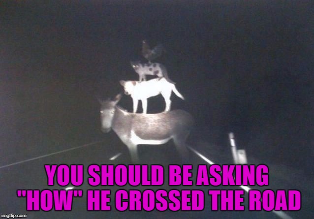 YOU SHOULD BE ASKING "HOW" HE CROSSED THE ROAD | made w/ Imgflip meme maker