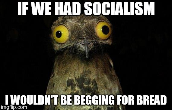 Weird Stuff I Do Potoo | IF WE HAD SOCIALISM; I WOULDN'T BE BEGGING FOR BREAD | image tagged in memes,weird stuff i do potoo | made w/ Imgflip meme maker