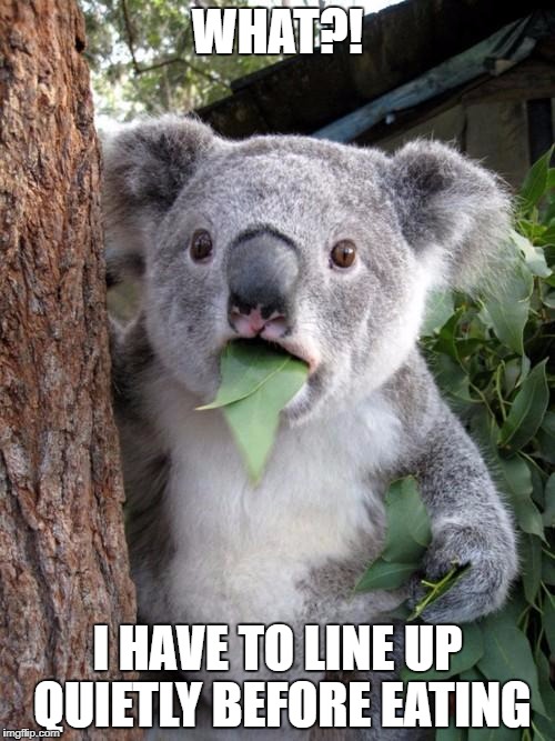 Surprised Koala Meme | WHAT?! I HAVE TO LINE UP QUIETLY BEFORE EATING | image tagged in memes,surprised koala | made w/ Imgflip meme maker