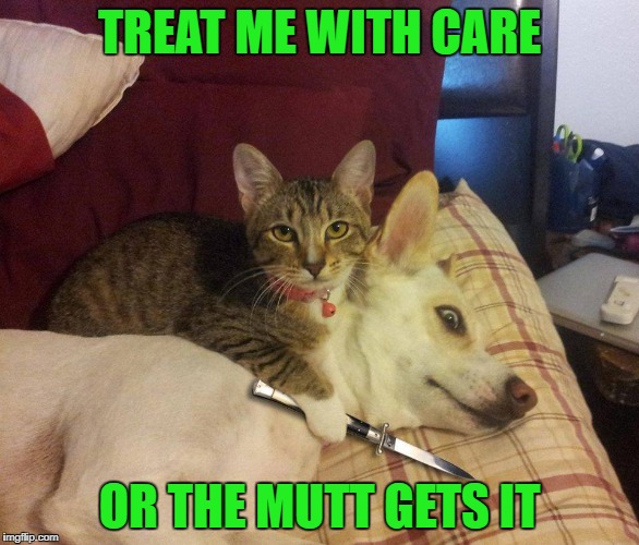 TREAT ME WITH CARE OR THE MUTT GETS IT | made w/ Imgflip meme maker