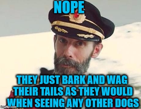 Captain Obvious | NOPE THEY JUST BARK AND WAG THEIR TAILS AS THEY WOULD WHEN SEEING ANY OTHER DOGS | image tagged in captain obvious | made w/ Imgflip meme maker
